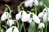 GALANTHUS MELANIE BROUGHTON