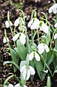 GALANTHUS MELANIE BROUGHTON