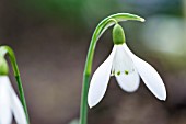 GALANTHUS REGINAE-OLGAE VERNALIS TWO SPOT