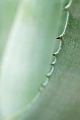 AGAVE SPIKE