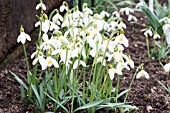 GALANTHUS MOTHER GOOSE