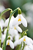 GALANTHUS MOTHER GOOSE