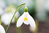 GALANTHUS MOTHER GOOSE