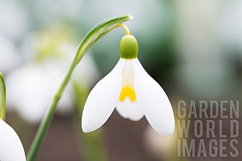 GALANTHUS_MOTHER_GOOSE
