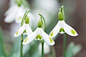 GALANTHUS AUNT AGNES