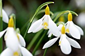 GALANTHUS VALENTINEI DRYAD GOLD BULLION