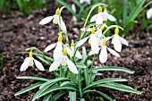 GALANTHUS VALENTINEI DRYAD GOLD BULLION