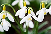 GALANTHUS VALENTINEI DRYAD GOLD BULLION