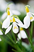 GALANTHUS VALENTINEI DRYAD GOLD BULLION