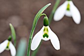 GALANTHUS GREEN MAN