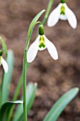 GALANTHUS GREEN MAN