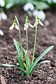 GALANTHUS PLICATUS THE WIZARD