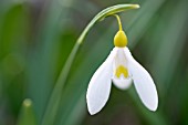 GALANTHUS PLICATUS MADELAINE