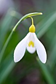 GALANTHUS PLICATUS MADELAINE