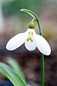 GALANTHUS PLICATUS PRISCILLA BACON