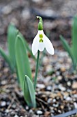 GALANTHUS ELWESII ANGLESEY ORANGE TIP’