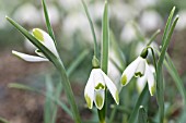 GALANTHUS NIVALIS ODD SHARLOCK