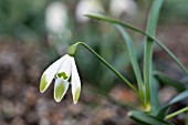 GALANTHUS NIVALIS ODD SHARLOCK