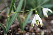 GALANTHUS NIVALIS ODD SHARLOCK