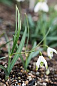 GALANTHUS NIVALIS ODD SHARLOCK