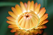 XEROCHRYSUM BRACTEATUM; GOLDEN EVEERLASTING DAISY