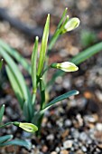 GALANTHUS NIVALIS GREEN WHISP