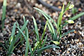 GALANTHUS NIVALIS GREEN WHISP