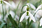 GALANTHUS VALENTINEI DRAGONFLY