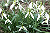 GALANTHUS VALENTINEI DRAGONFLY
