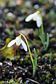 GALANTHUS NIVALIS RUBYS GOLD