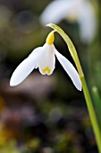 GALANTHUS NIVALIS RUBYS GOLD