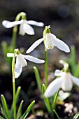 GALANTHUS NIVALIS EGRET