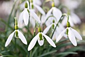 GALANTHUS VALENTINEI DRAGONFLY