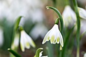 GALANTHUS NIVALIS ALANS TREAT