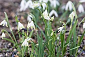 GALANTHUS NIVALIS ALANS TREAT