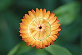 XEROCHRYSUM BRACTEATUM; GOLDEN EVERLASTING DAISY