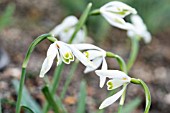 GALANTHUS NIVALIS STORK