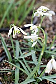 GALANTHUS NIVALIS STORK