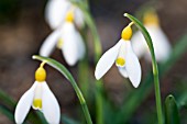 GALANTHUS VALENTINEI ‘BELVEDERE GOLD’