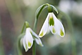 GALANTHUS PLICATUS WALTER FISH