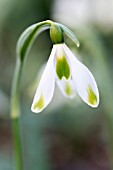 GALANTHUS PLICATUS WALTER FISH