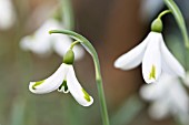 GALANTHUS HILARYS COQUETTE