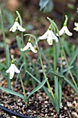 GALANTHUS HILARYS COQUETTE