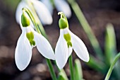 GALANTHUS ELWESII ANGLESEY ORANGE TIP’