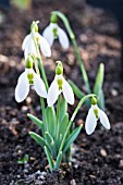 GALANTHUS ELWESII ANGLESEY ORANGE TIP’