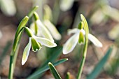 GALANTHUS NIVALIS FIONA MACKENZIE