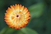 XEROCHRYSUM BRACTEATUM; GOLDEN EVERLASTING DAISY