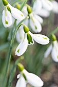 GALANTHUS SOUTH HAYES