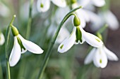 GALANTHUS SOUTH HAYES