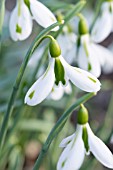 GALANTHUS SOUTH HAYES